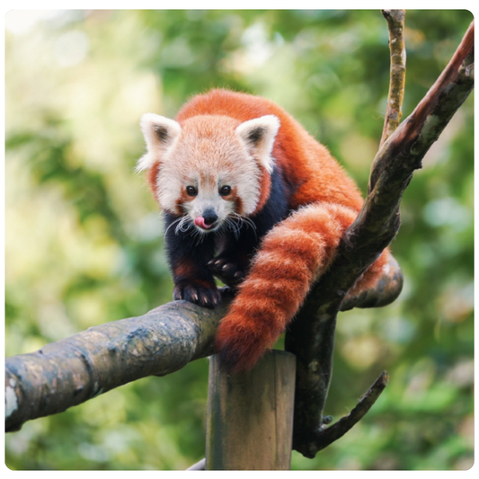 Zoo de Guadeloupe